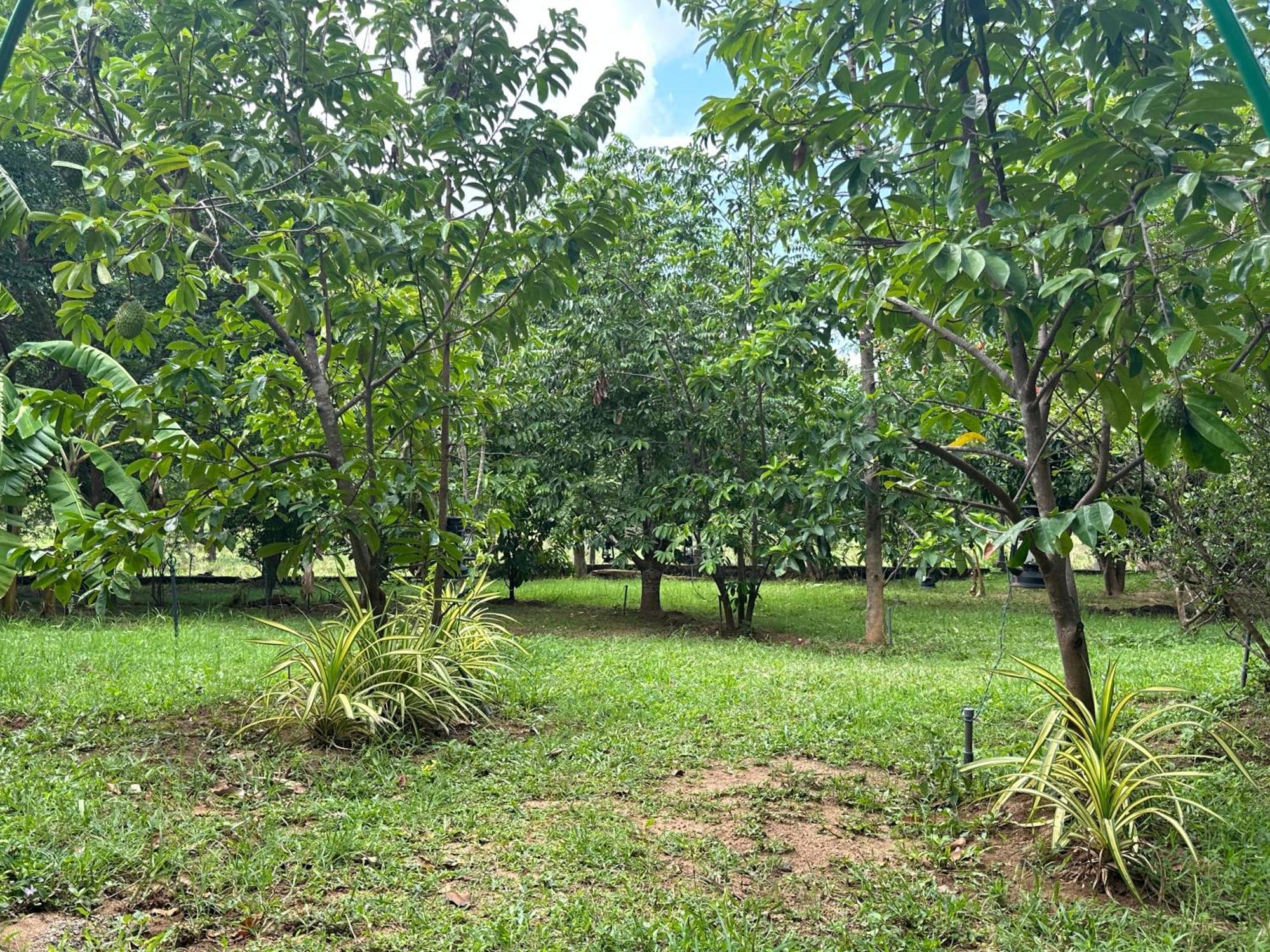 Into The Wild Sigiriya Hotel Eksteriør billede